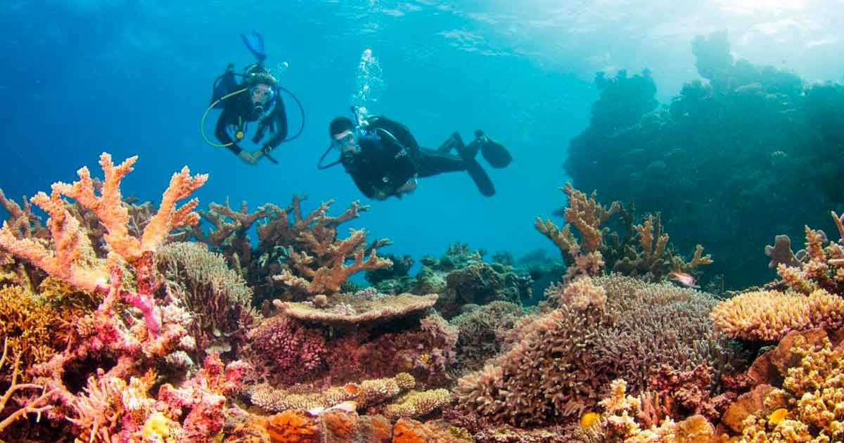 dos submarinistas buceando por una barrera de coral