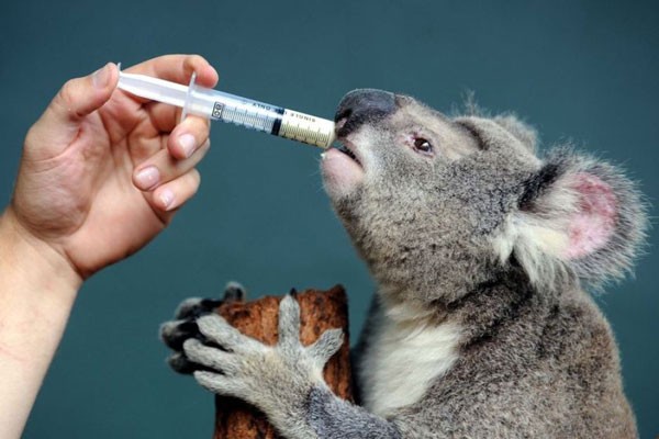 una mano con una jeringuilla con leche que le da de comer a un koala