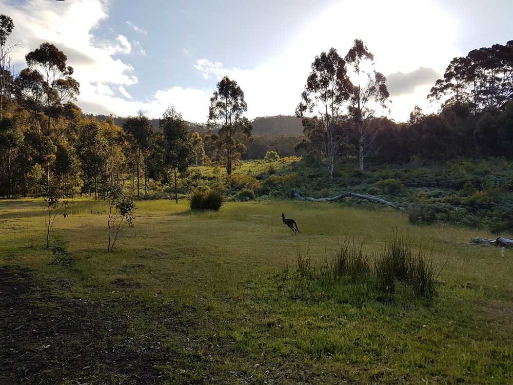 paisaje verdoso con árboles 