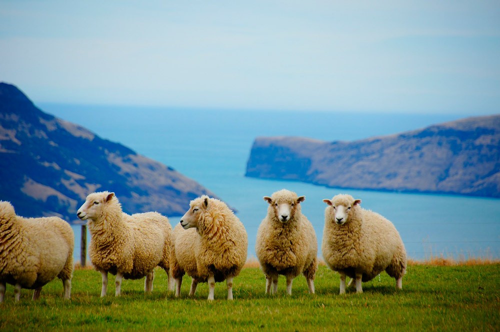 Ovejas en Nueva Zelanda