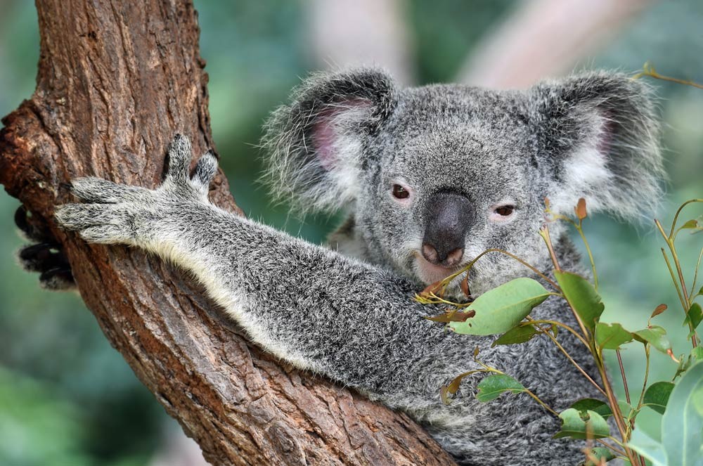 koala subido a un árbol