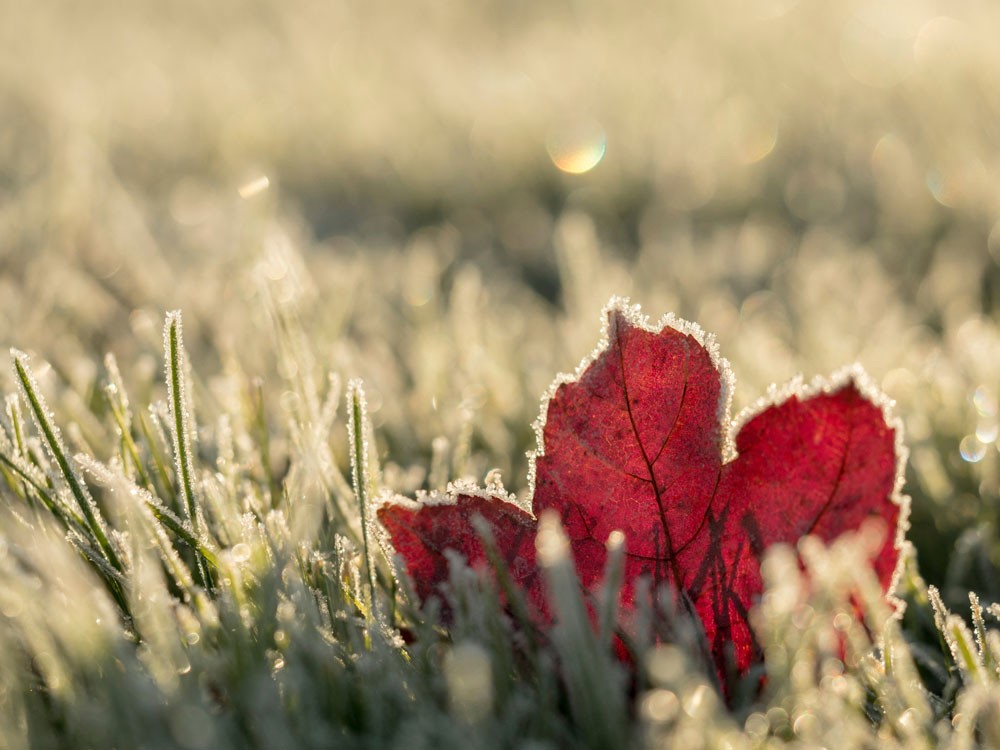 Leaves of Canada